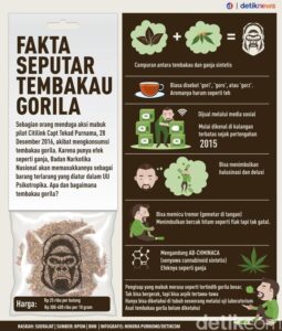 Fakta Tentang Tembakau Gorila