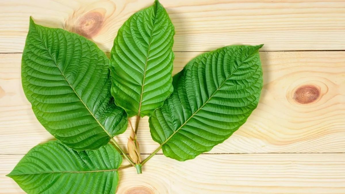 Fakta Daun Kratom