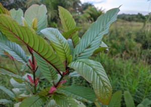 Fakta Tanaman Kratom