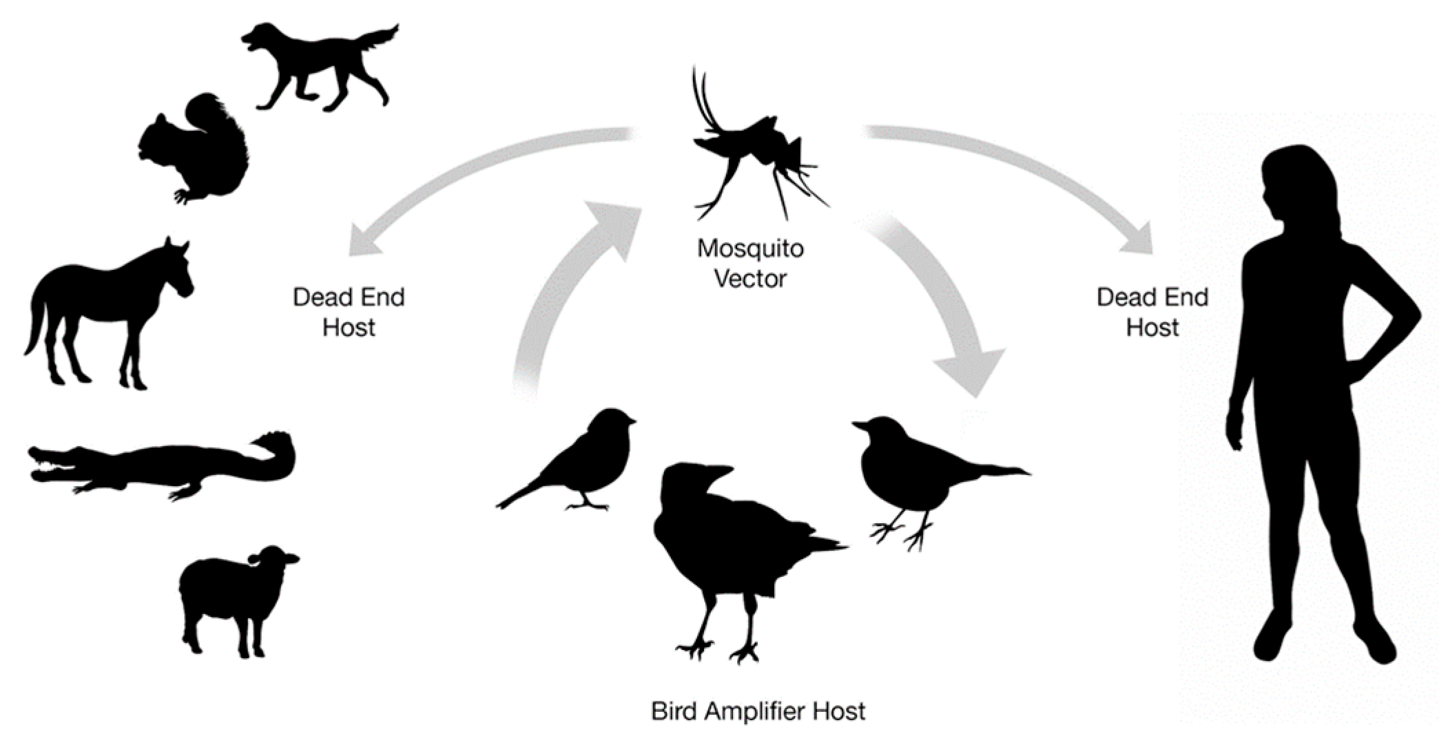 Ilustrasi Penyebaran Virus West Nile