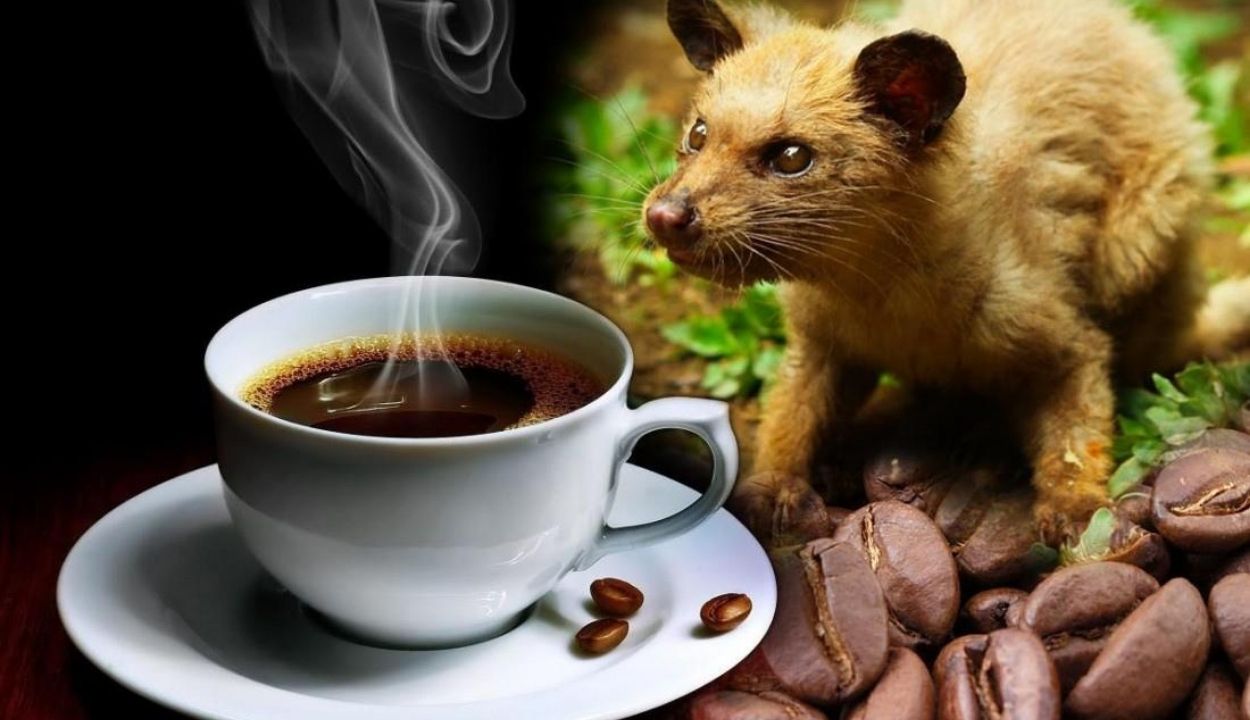 Kopi Terlangka Kopi Luwak Indonesia