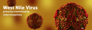 Virus West Nile